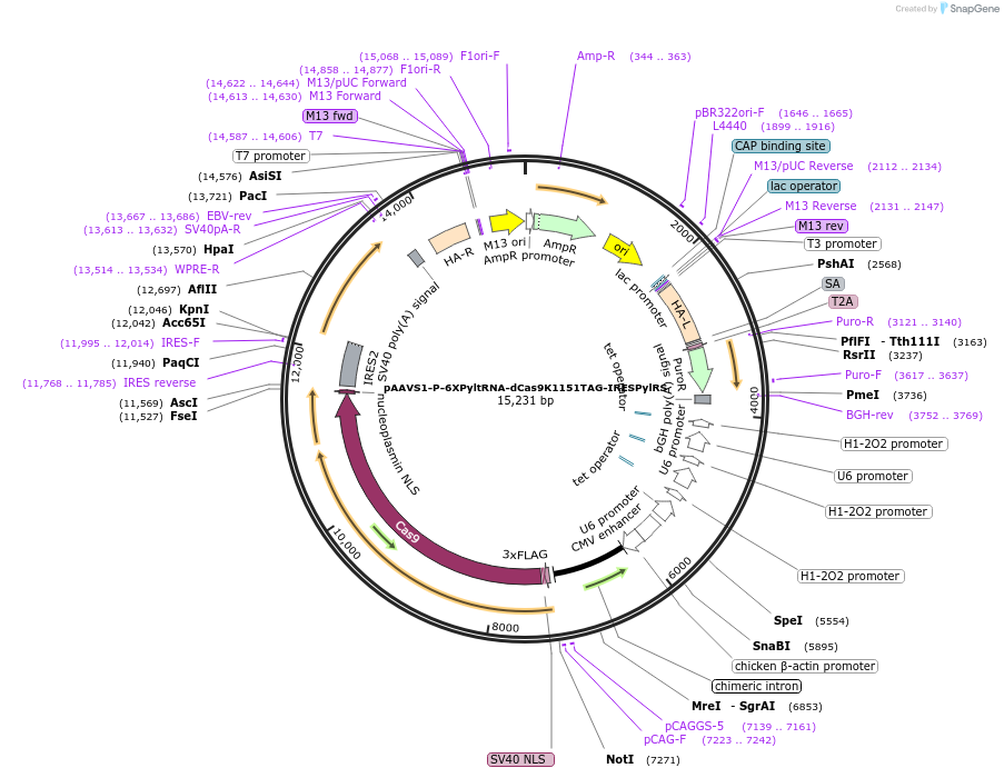 248695-plasmid-map-sequence-id-493229