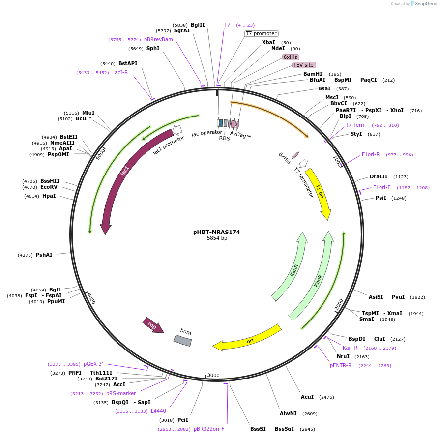 248051-plasmid-map-sequence-id-493230