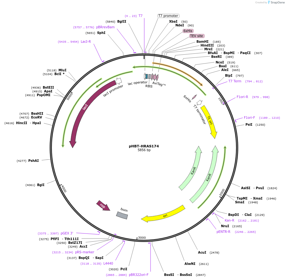 248049-plasmid-map-sequence-id-493231