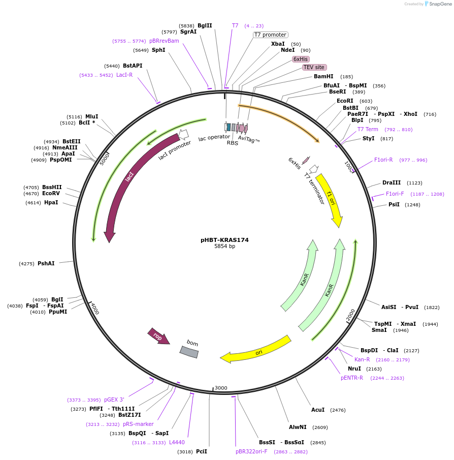 248050-plasmid-map-sequence-id-493232