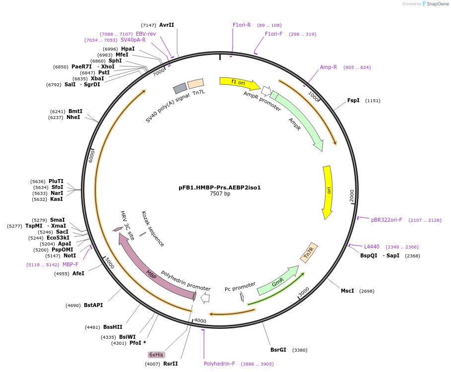 247005-plasmid-map-sequence-id-493360