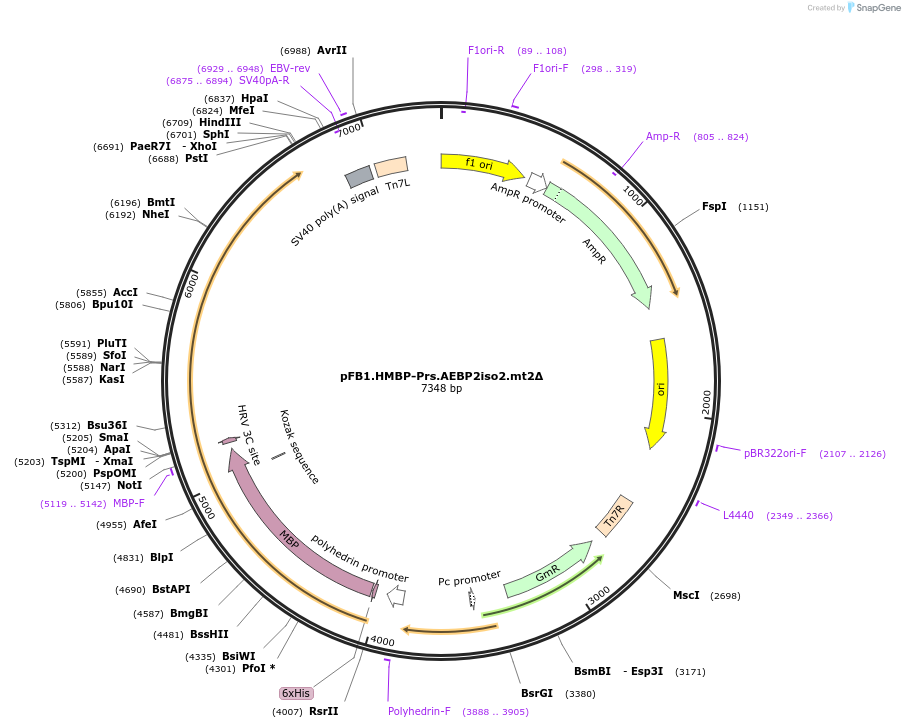 247011-plasmid-map-sequence-id-493361
