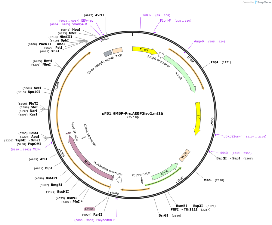 247008-plasmid-map-sequence-id-493363