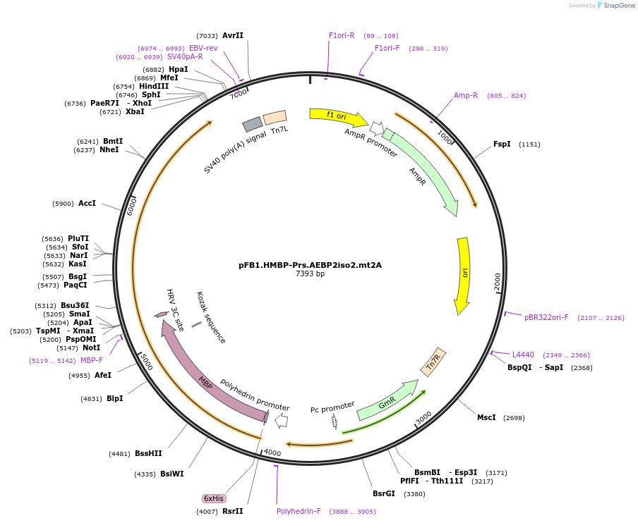 247009-plasmid-map-sequence-id-493364