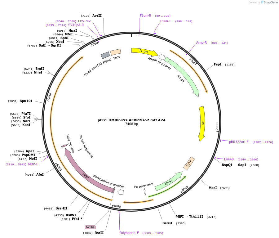 247012-plasmid-map-sequence-id-493365