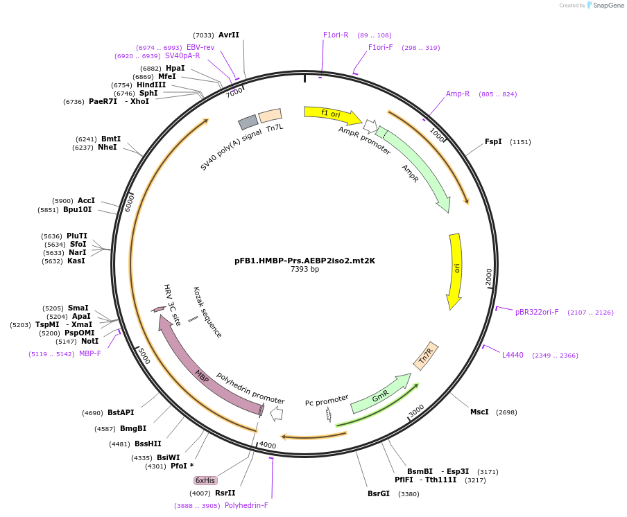 247010-plasmid-map-sequence-id-493366