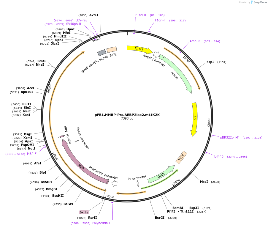 247013-plasmid-map-sequence-id-493367