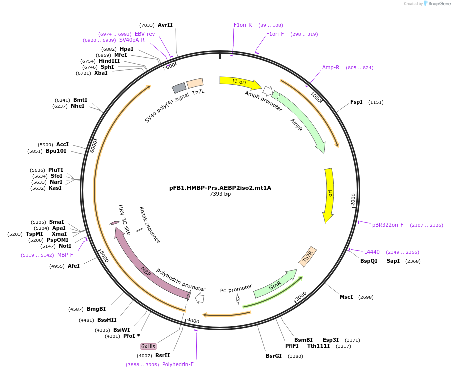 247006-plasmid-map-sequence-id-493369