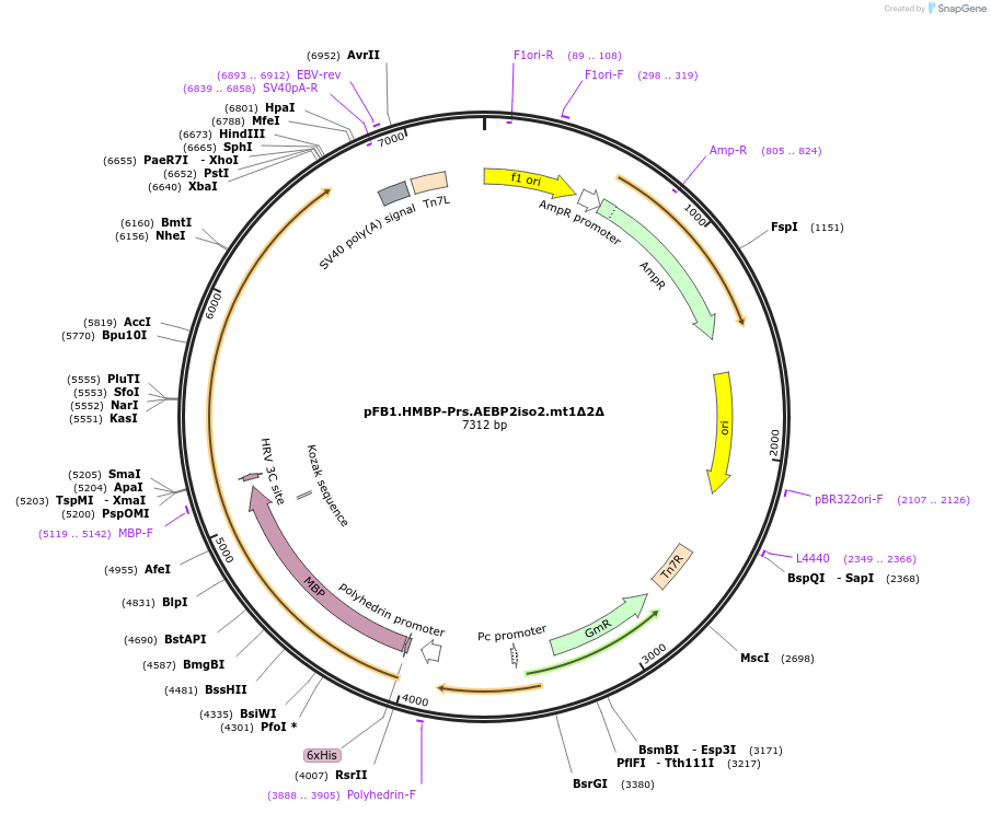 247014-plasmid-map-sequence-id-493370