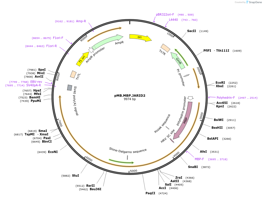 247018-plasmid-map-sequence-id-493374