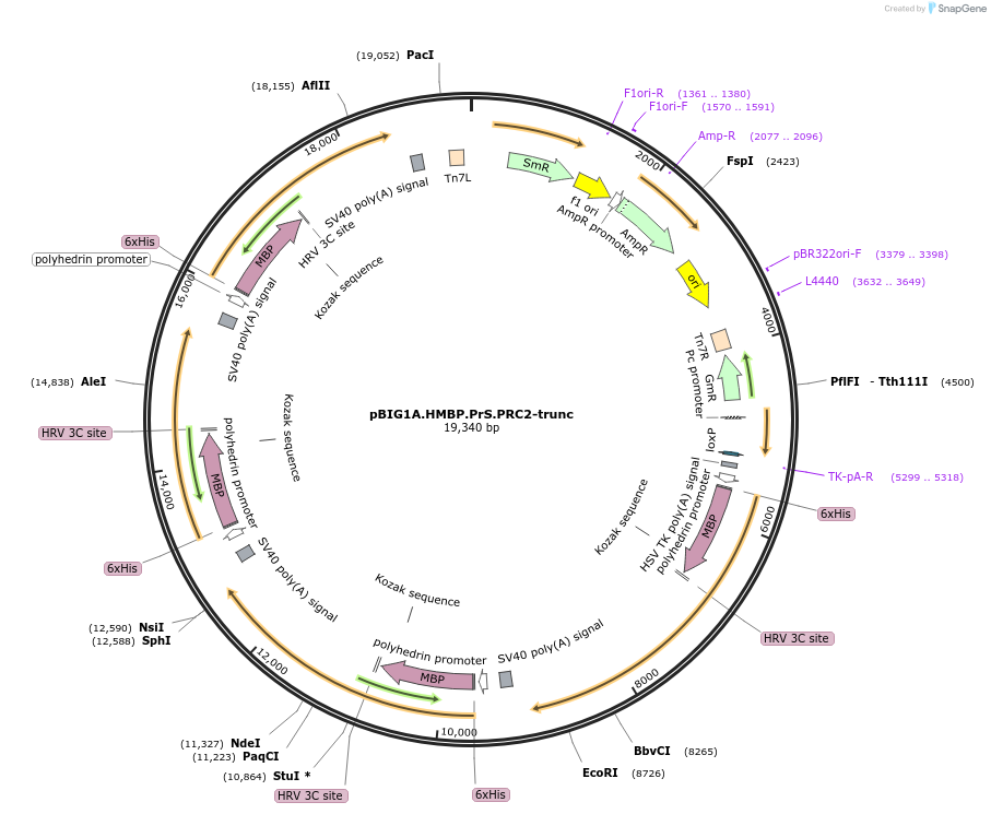 247015-plasmid-map-sequence-id-493377