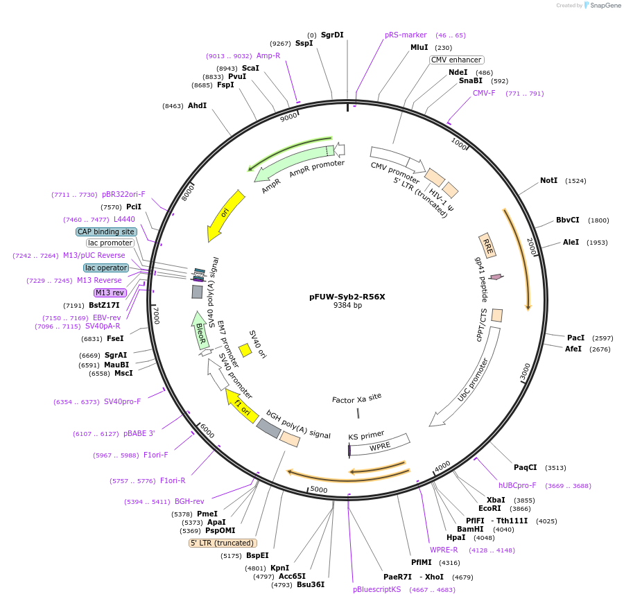 248137-plasmid-map-sequence-id-493398