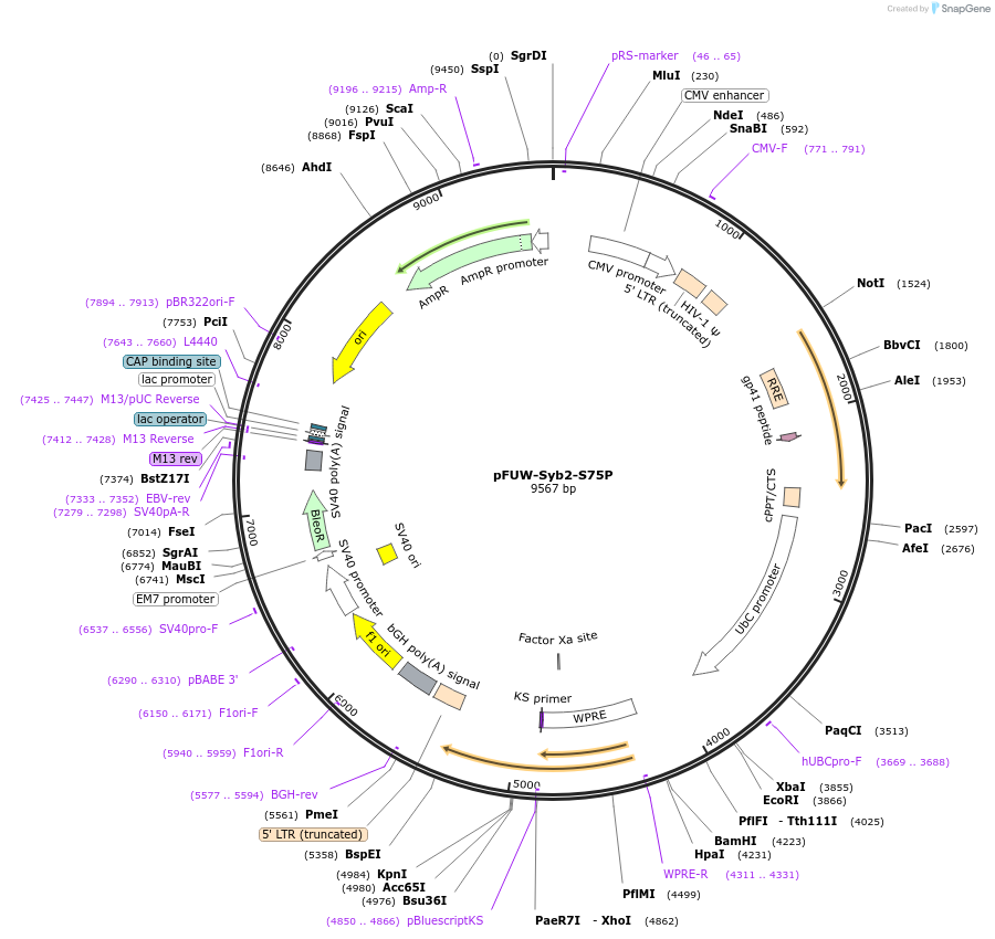 248138-plasmid-map-sequence-id-493402