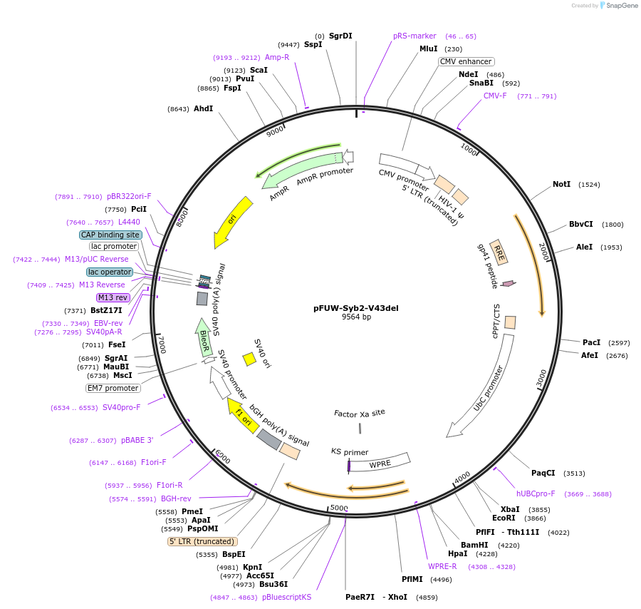 248139-plasmid-map-sequence-id-493403
