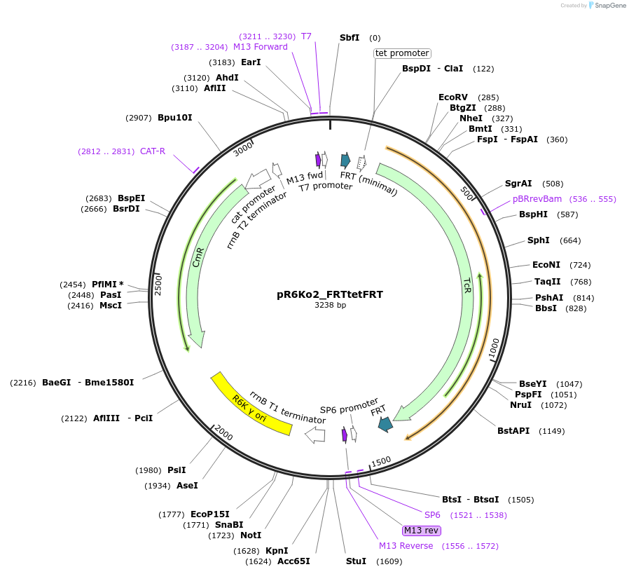 243903-plasmid-map-sequence-id-493433