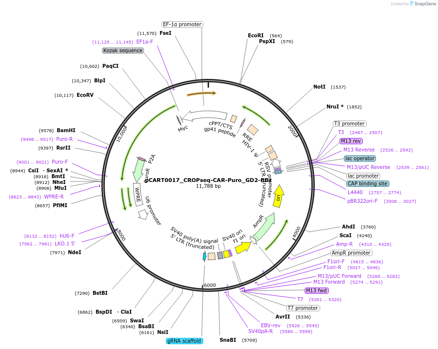 242984-plasmid-map-sequence-id-493438