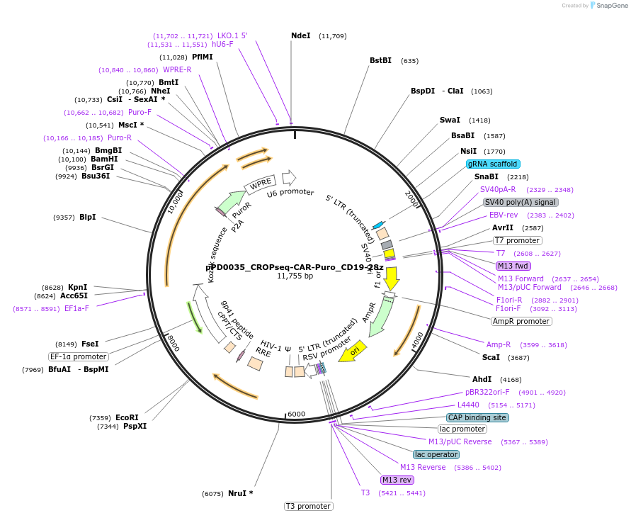 242983-plasmid-map-sequence-id-493439
