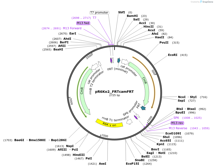 243904-plasmid-map-sequence-id-493441