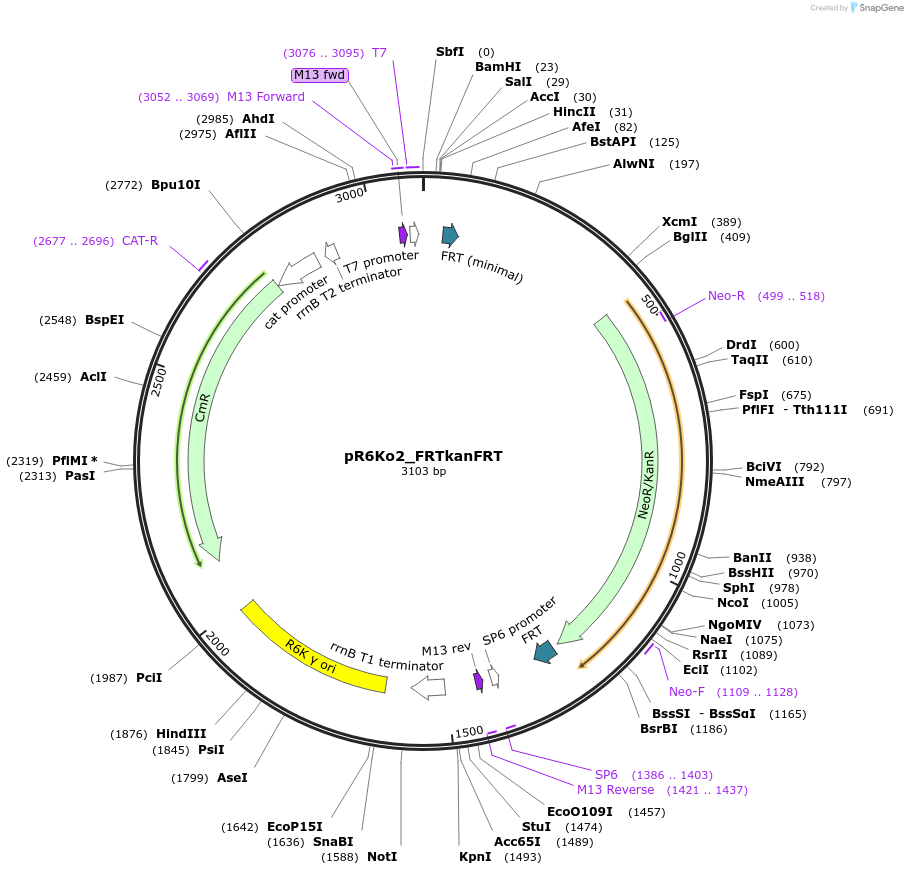 243905-plasmid-map-sequence-id-493442