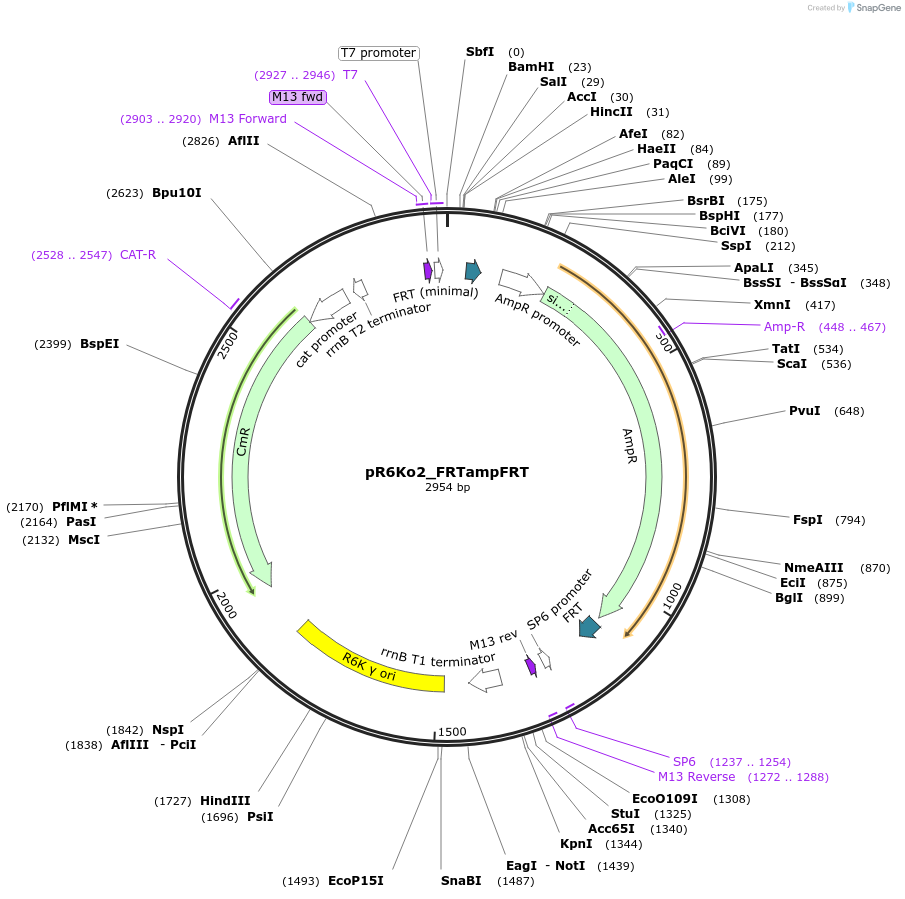 243906-plasmid-map-sequence-id-493668