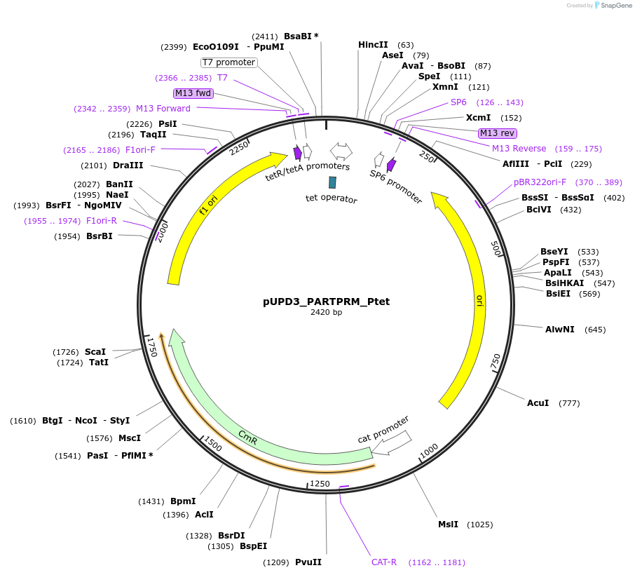 243925-plasmid-map-sequence-id-493672