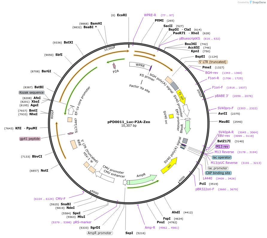 242534-plasmid-map-sequence-id-493674