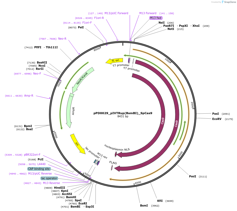 242535-plasmid-map-sequence-id-493691
