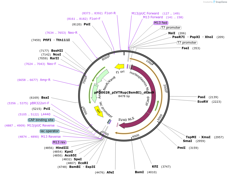 242536-plasmid-map-sequence-id-493692