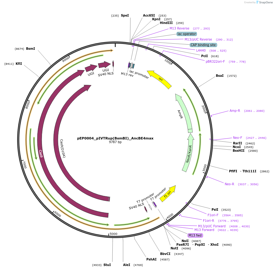 242538-plasmid-map-sequence-id-493694