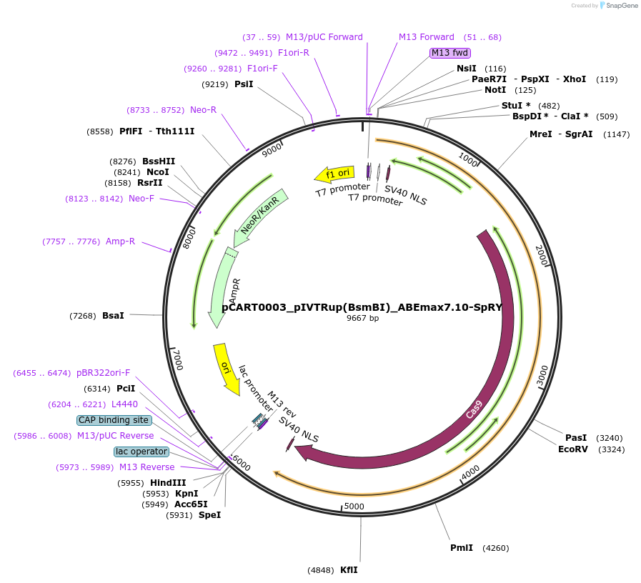 242539-plasmid-map-sequence-id-493695