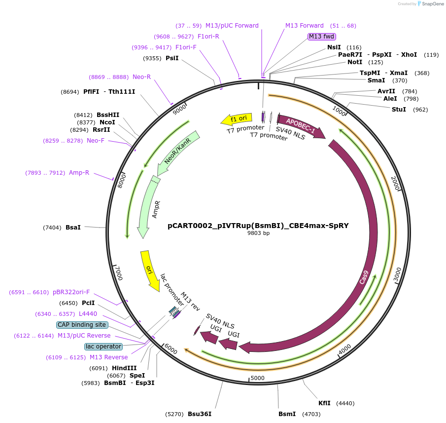 242540-plasmid-map-sequence-id-493696