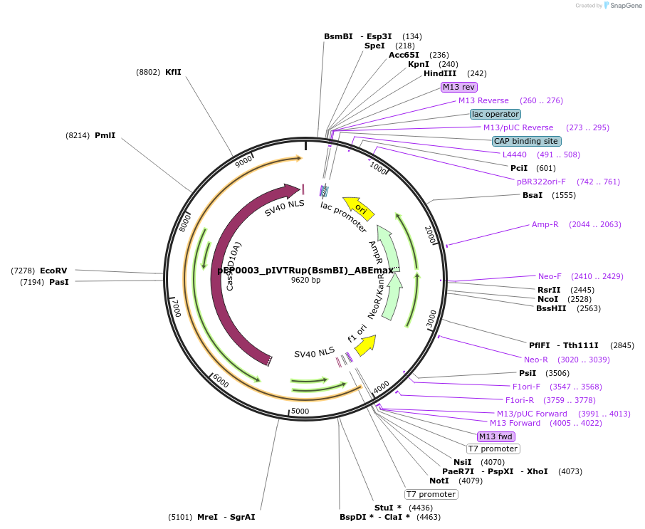 242537-plasmid-map-sequence-id-493697