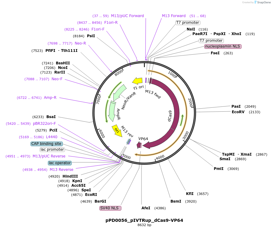 242542-plasmid-map-sequence-id-493698