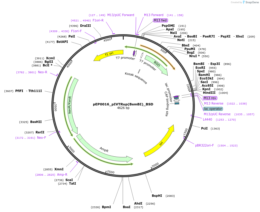 242546-plasmid-map-sequence-id-493699