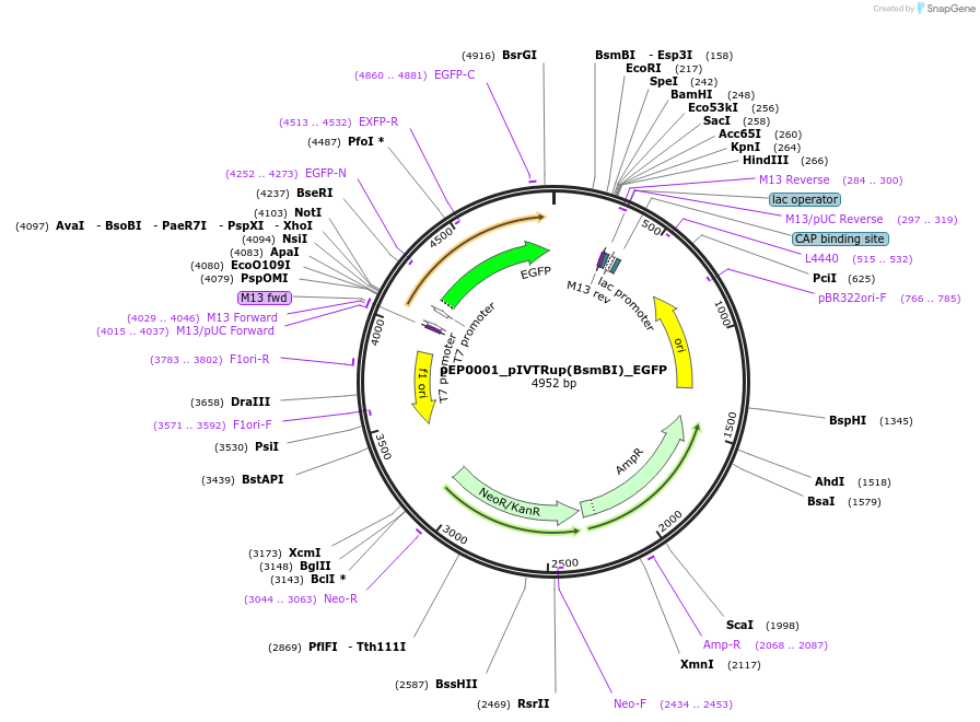 242543-plasmid-map-sequence-id-493701