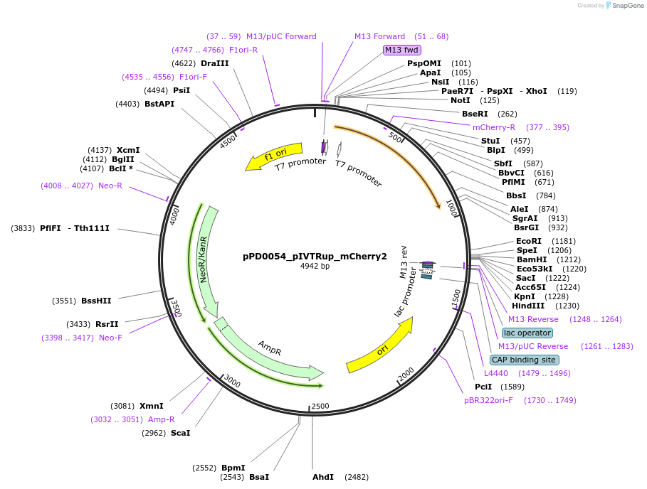 242545-plasmid-map-sequence-id-493702