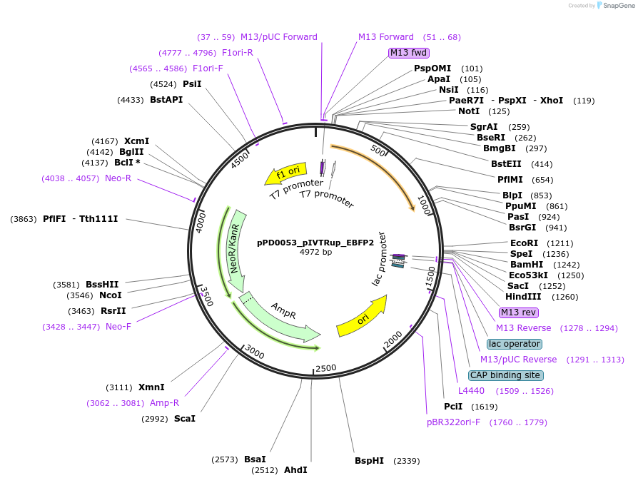242544-plasmid-map-sequence-id-493703