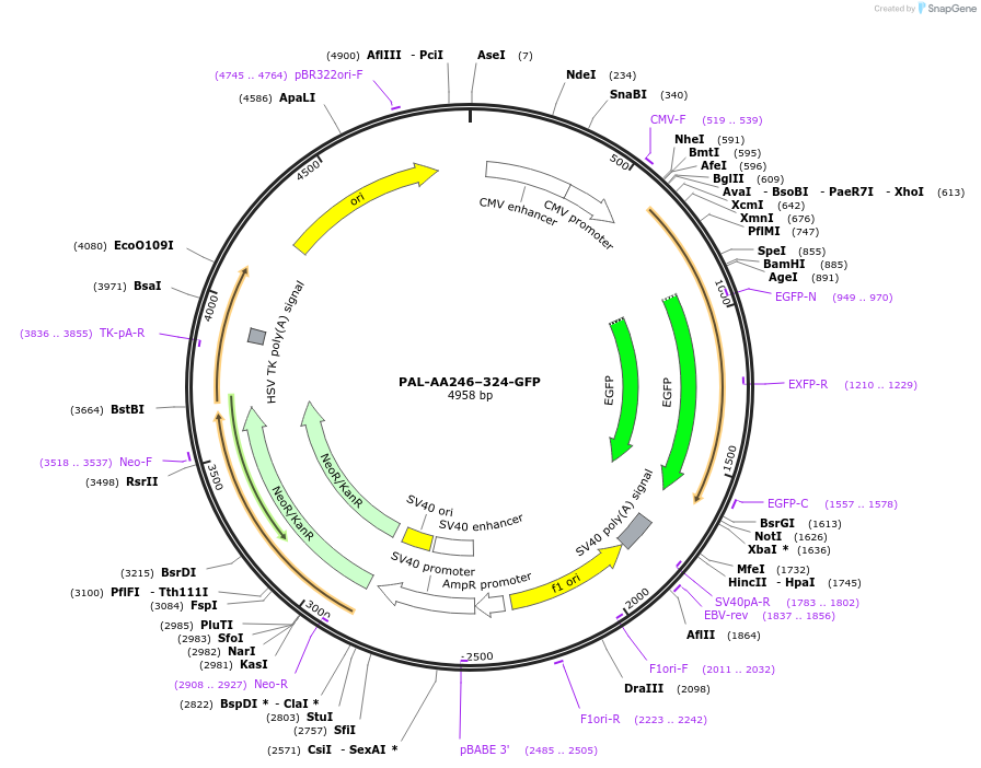 221591-plasmid-map-sequence-id-493740