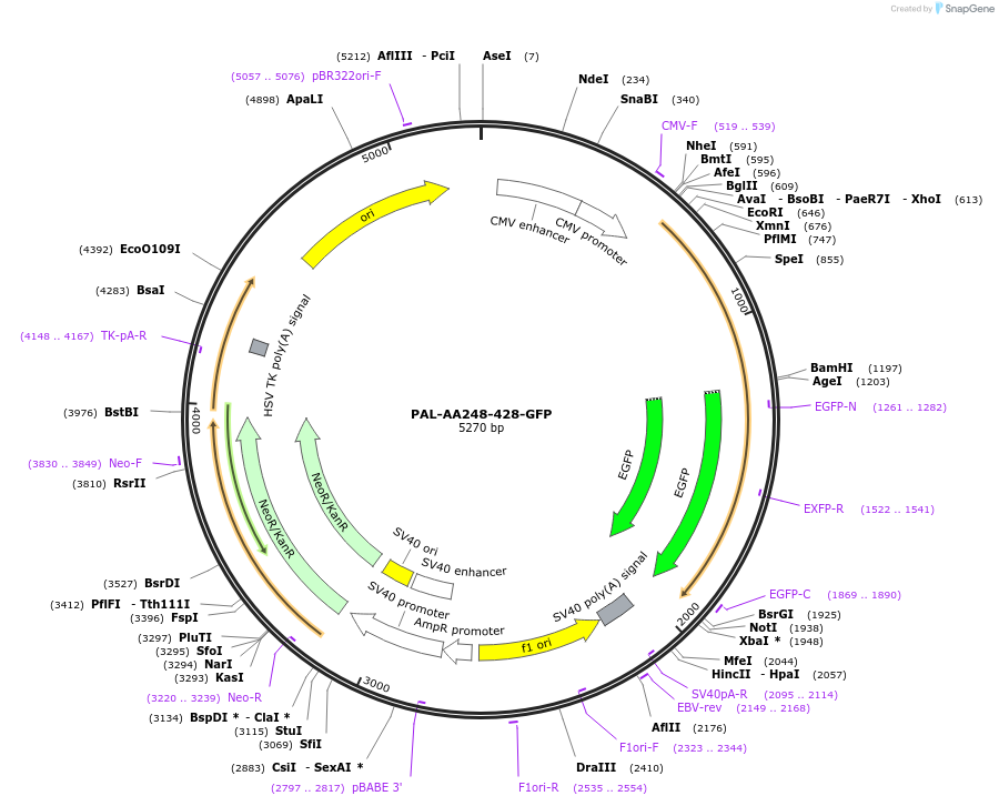 221176-plasmid-map-sequence-id-493742