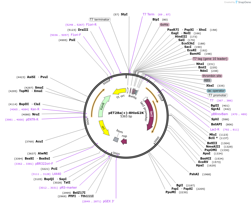 225540-plasmid-map-sequence-id-493788