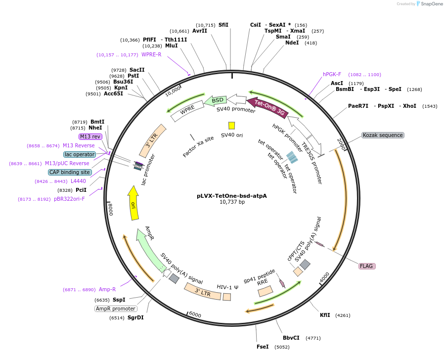 248065-plasmid-map-sequence-id-493789
