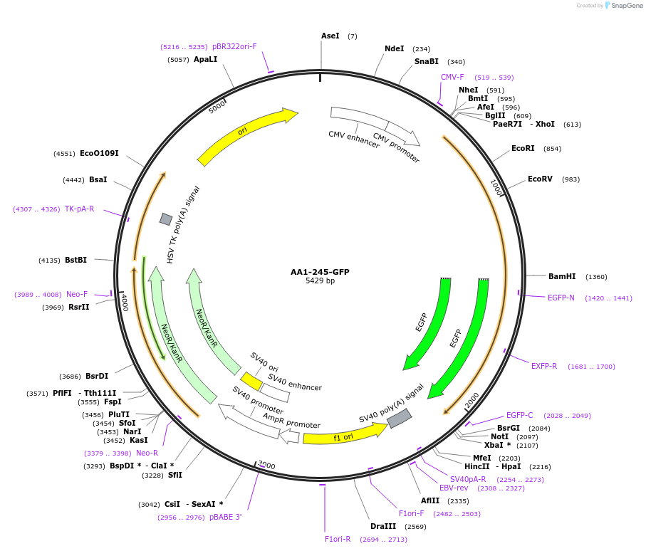 247082-plasmid-map-sequence-id-493790