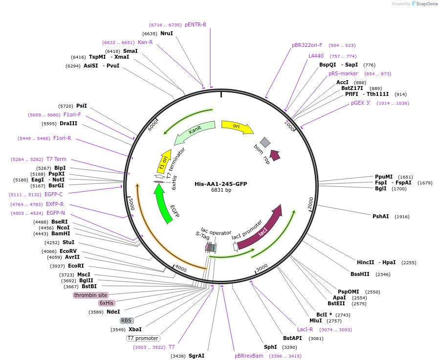 247240-plasmid-map-sequence-id-493791