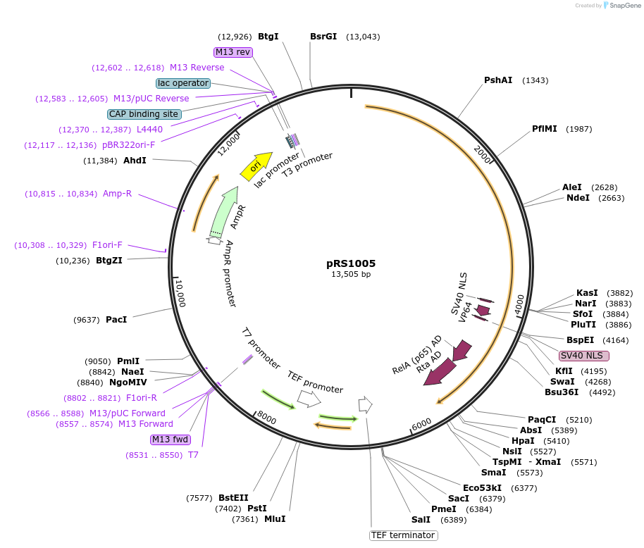 247641-plasmid-map-sequence-id-493793