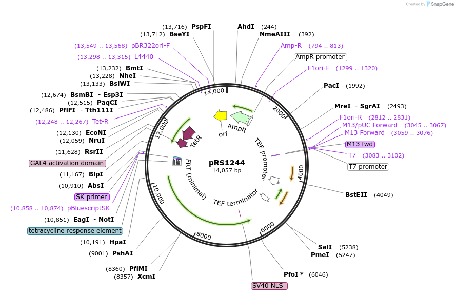 247644-plasmid-map-sequence-id-493794