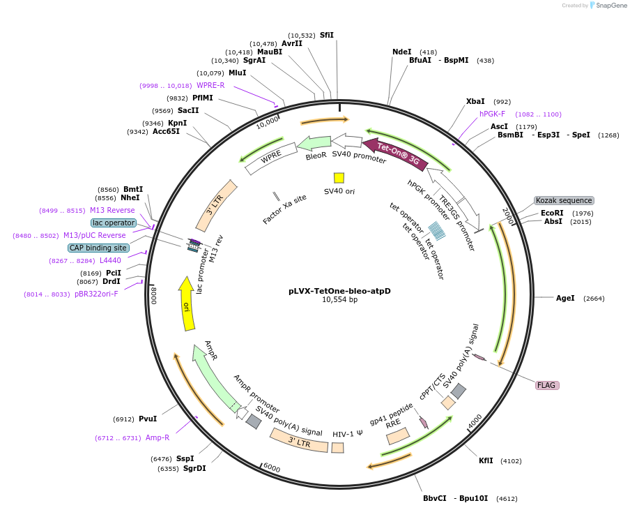 248066-plasmid-map-sequence-id-493795