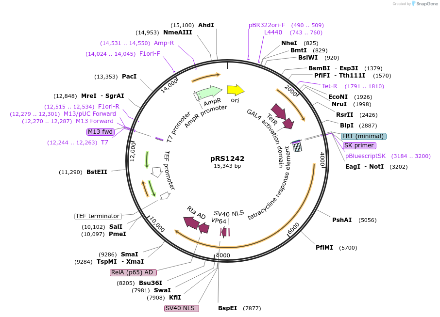 247643-plasmid-map-sequence-id-493796