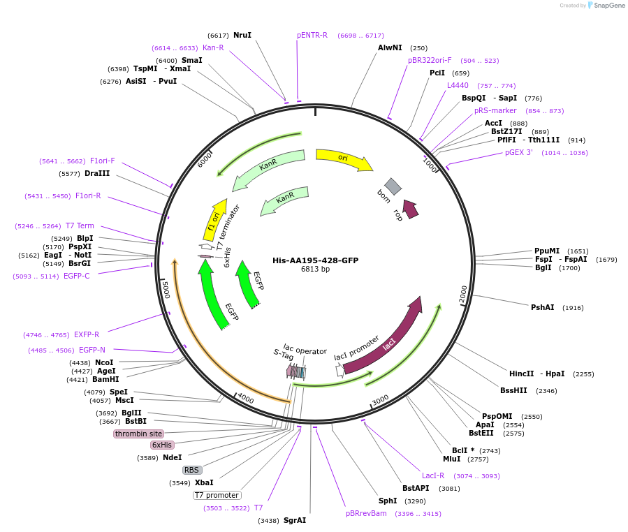 247241-plasmid-map-sequence-id-493797