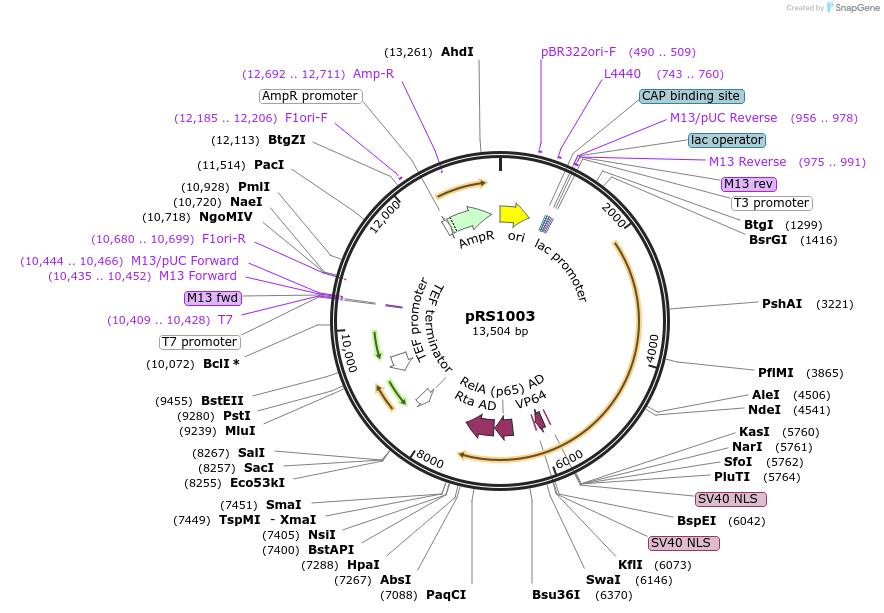 247640-plasmid-map-sequence-id-493798