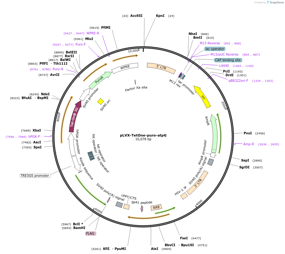 248067-plasmid-map-sequence-id-493799